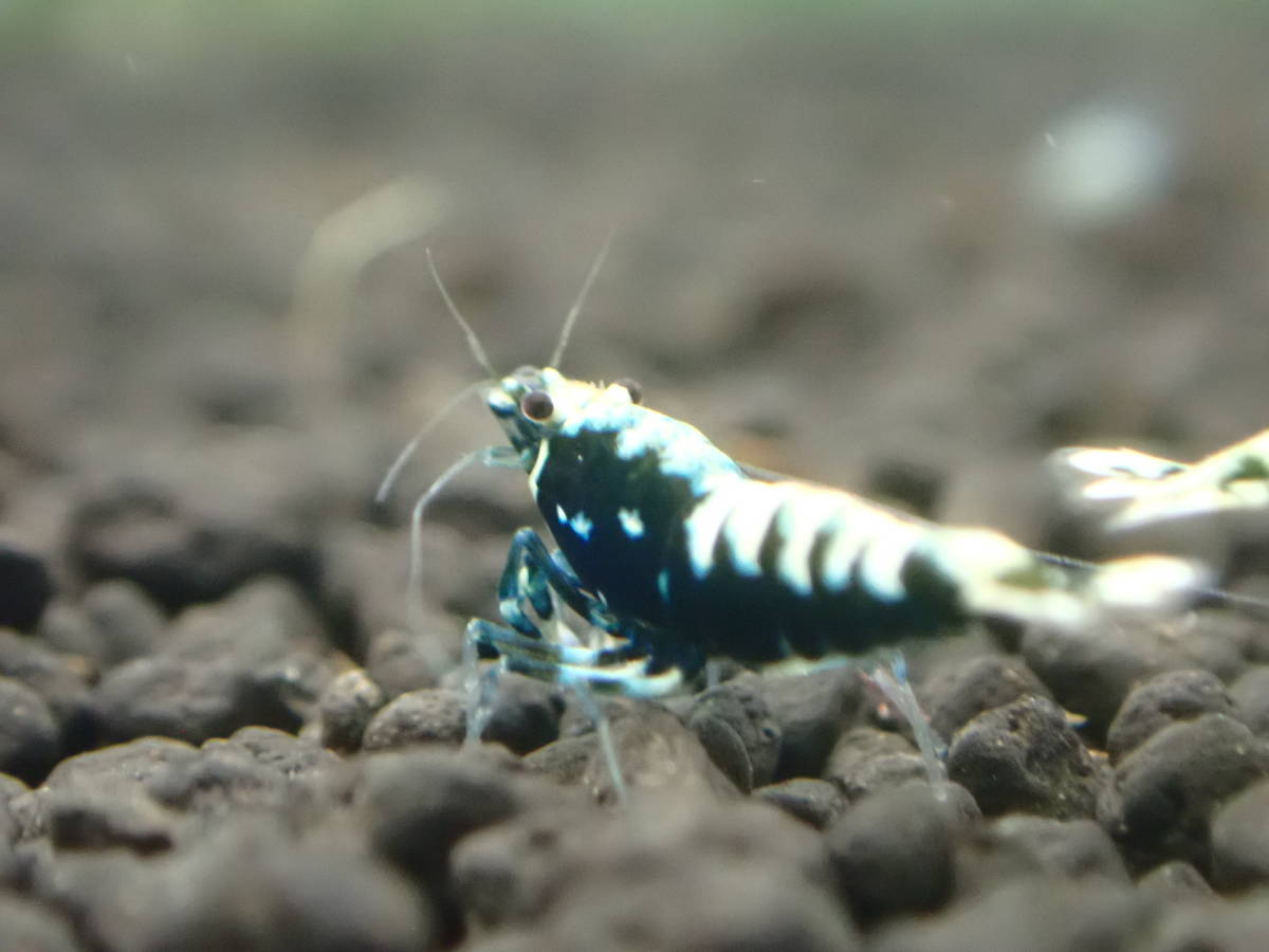  black Galaxy shrimp 10 pcs #. egg # female # breeding # aquarium ±2cm privilege equipped 