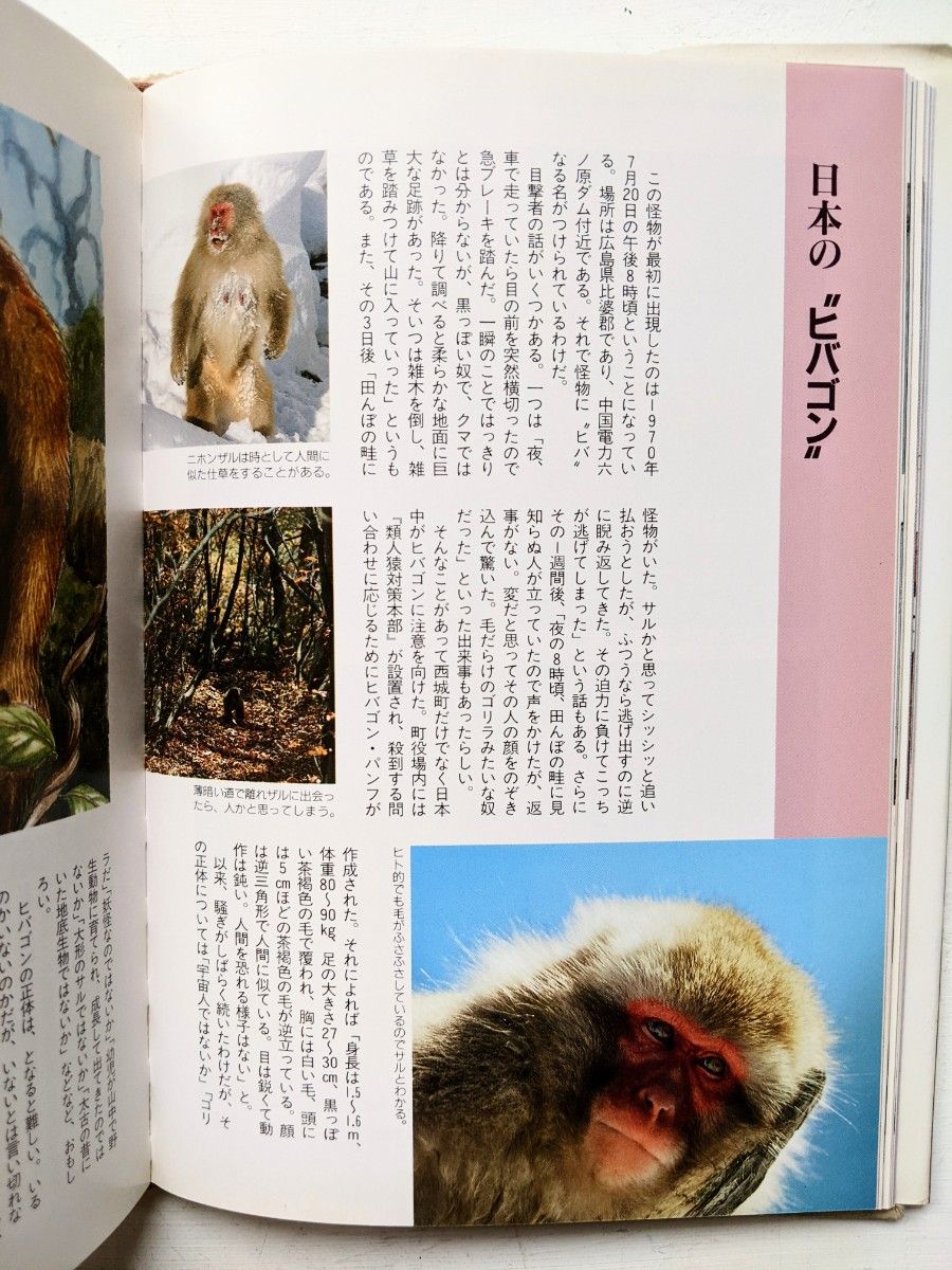 謎の動物の百科 今泉忠明 著 データハウス 1994年|Yahoo!フリマ 謎の動物の百科 今泉忠明 著 データハウス 1994年|Yahoo!フリマ