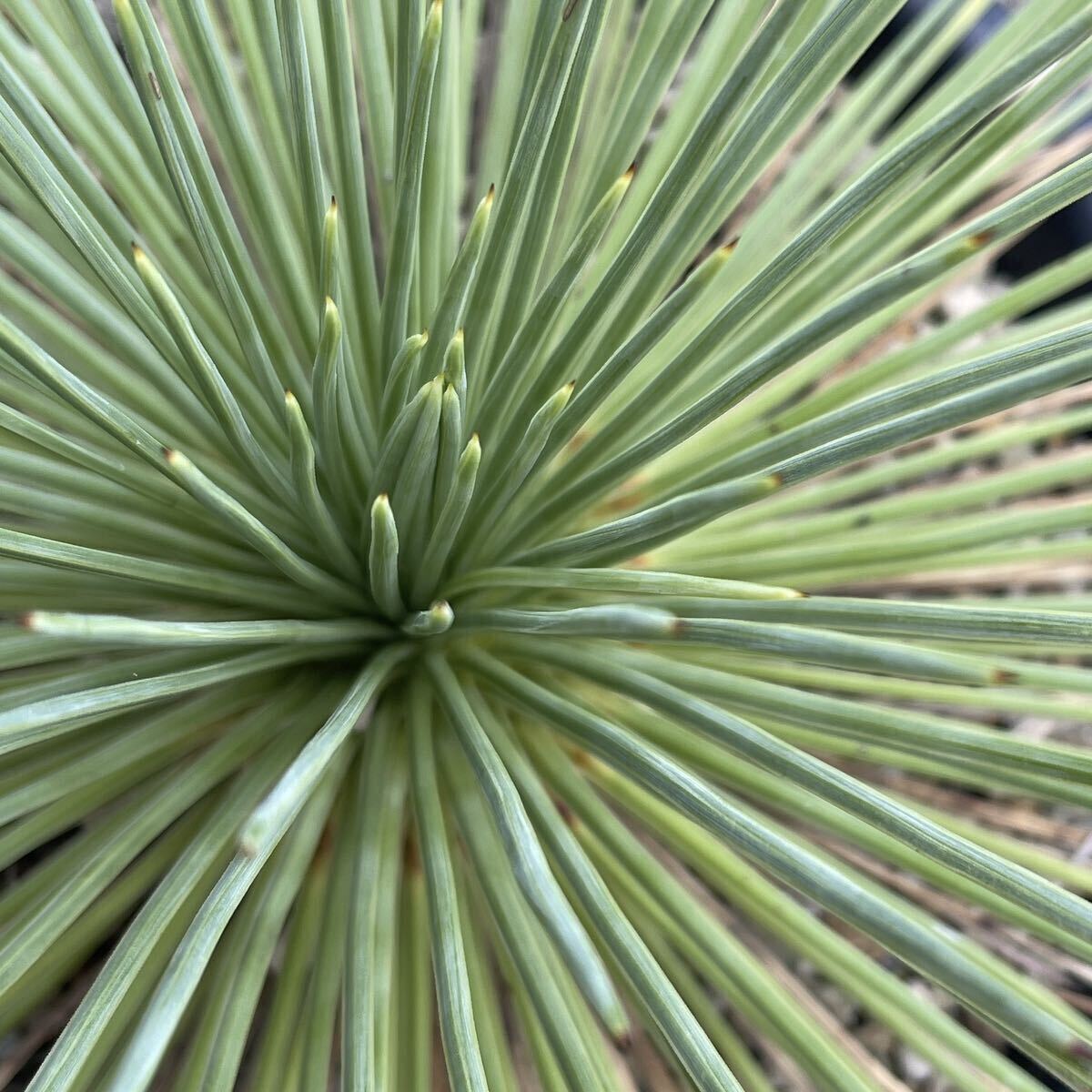 Yahoo!オークション - ユッカ ケレタロエンシス Yucca Yahoo!オークション - ユッカ ケレタロエンシス Yucca