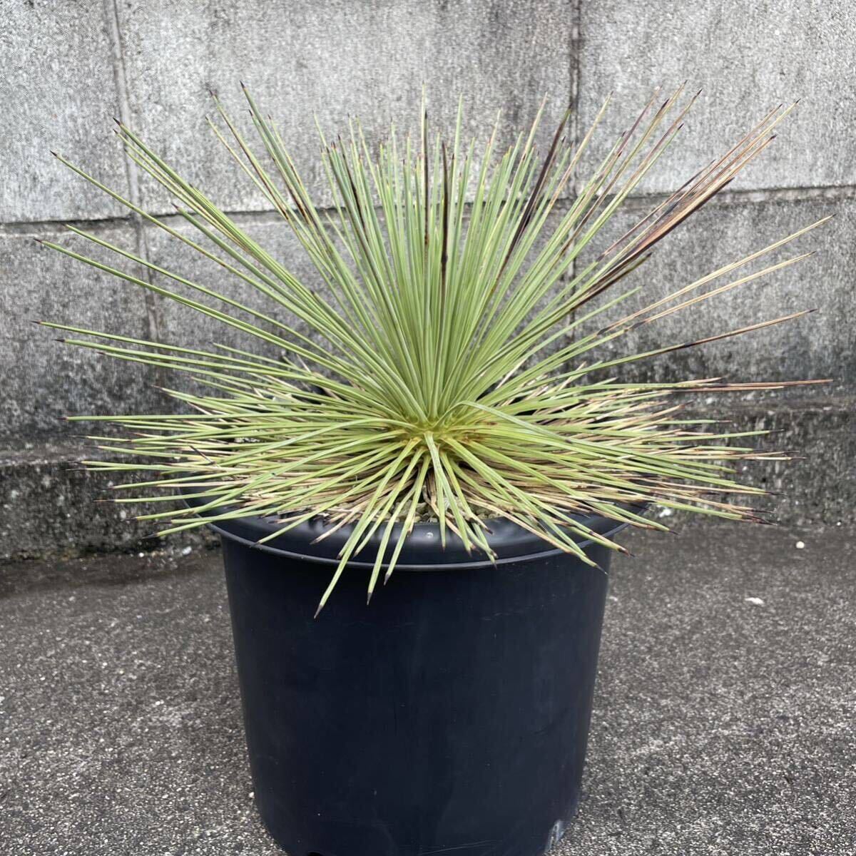 Yahoo!オークション - ユッカ ケレタロエンシス Yucca Yahoo!オークション - ユッカ ケレタロエンシス Yucca