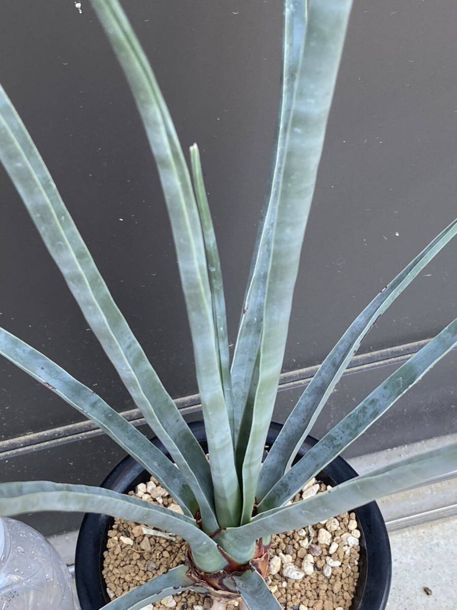 Yahoo!オークション - ドラセナ セルラータ Dracaena serrulata 大株 Yahoo!オークション - ドラセナ セルラータ Dracaena serrulata 大株