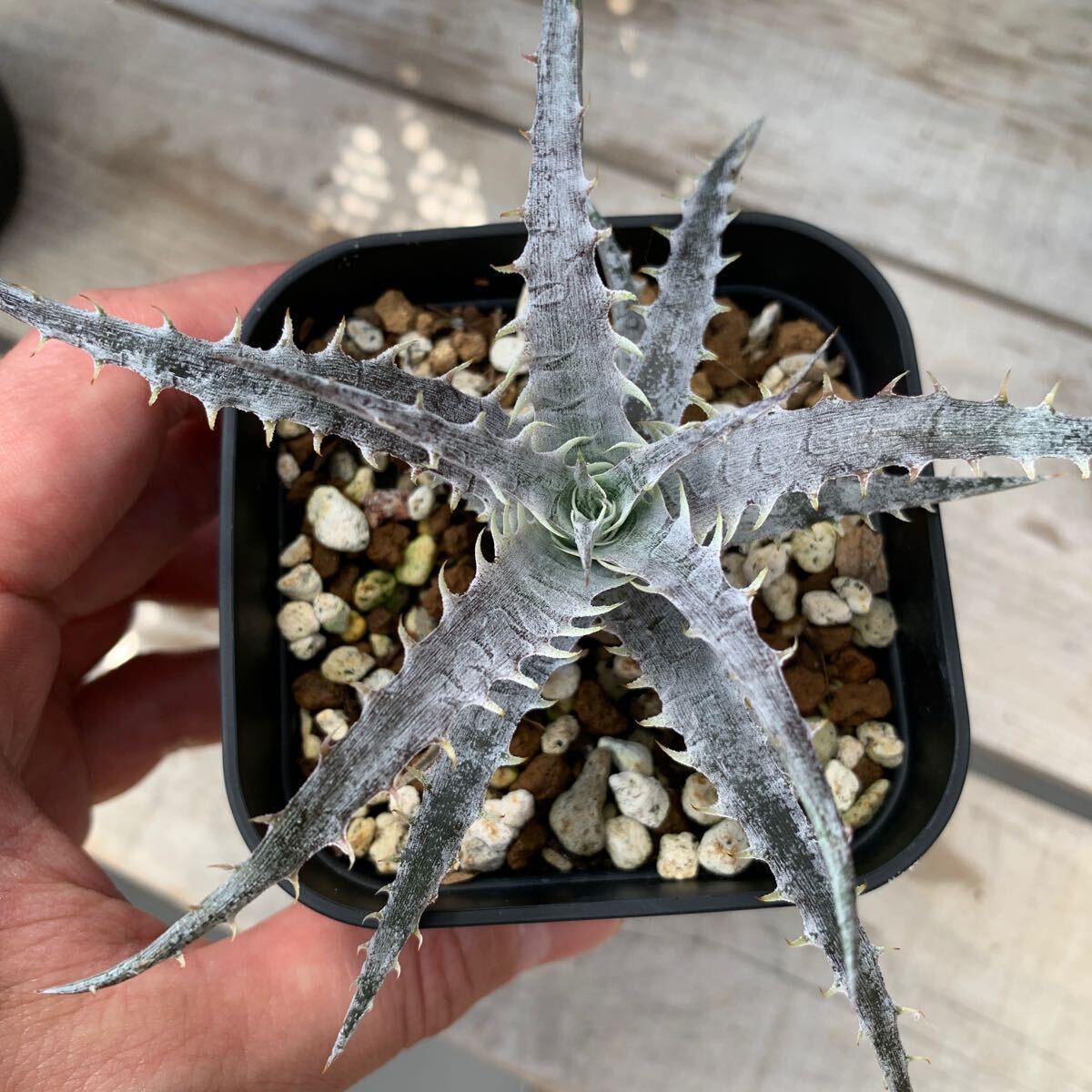 ti Kia Dyckia Jaws x Goehringii TC