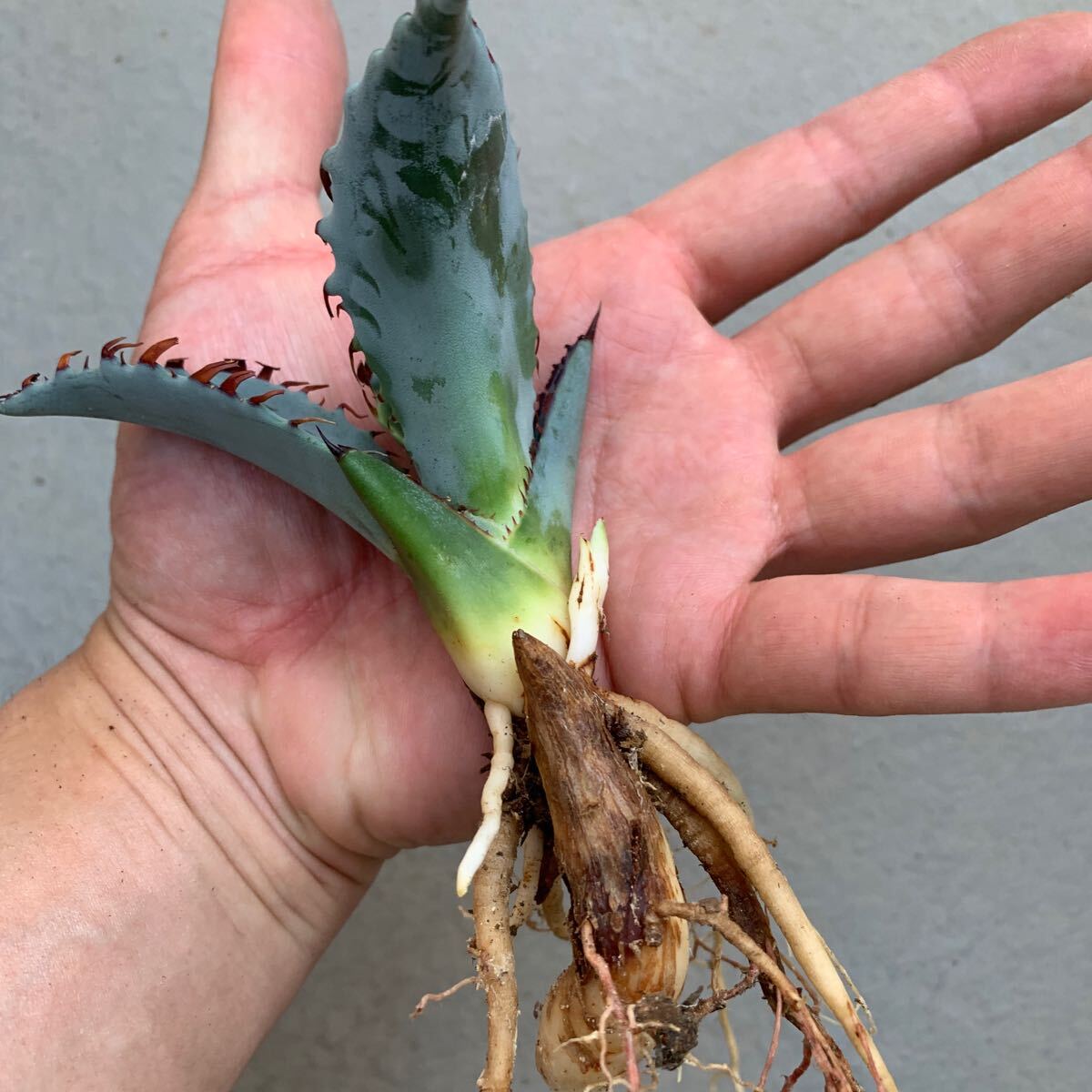 Yahoo!オークション - アガベ ゼブラ スクエア Agave Zebra Yahoo!オークション - アガベ ゼブラ スクエア Agave Zebra