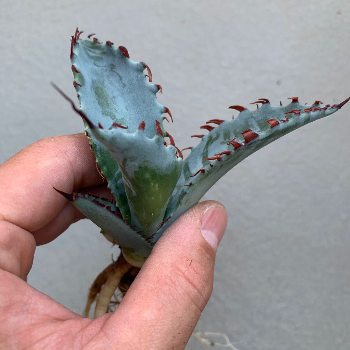 Yahoo!オークション - アガベ ゼブラ スクエア Agave Zebra Yahoo!オークション - アガベ ゼブラ スクエア Agave Zebra