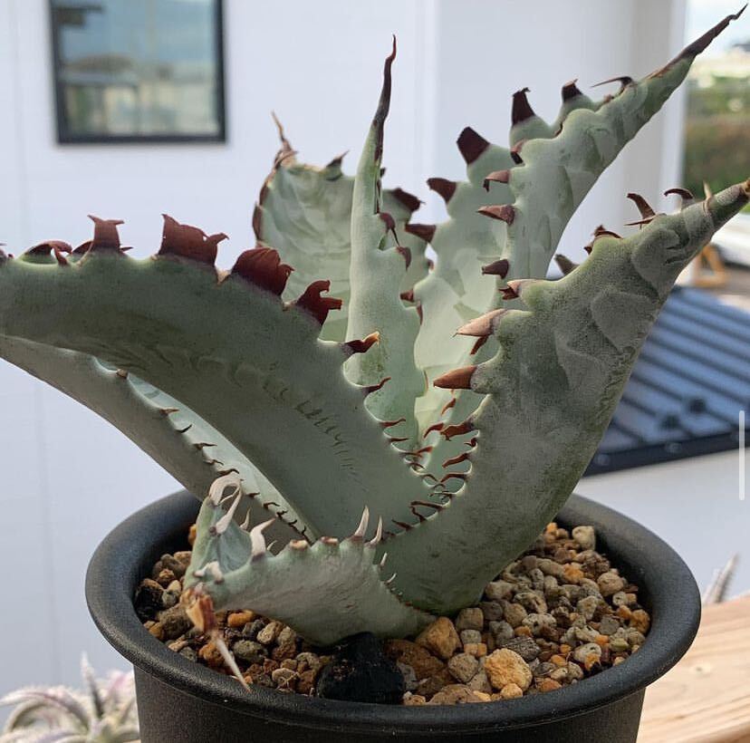 Yahoo!オークション - アガベ ゼブラ スクエア Agave Zebra Yahoo!オークション - アガベ ゼブラ スクエア Agave Zebra