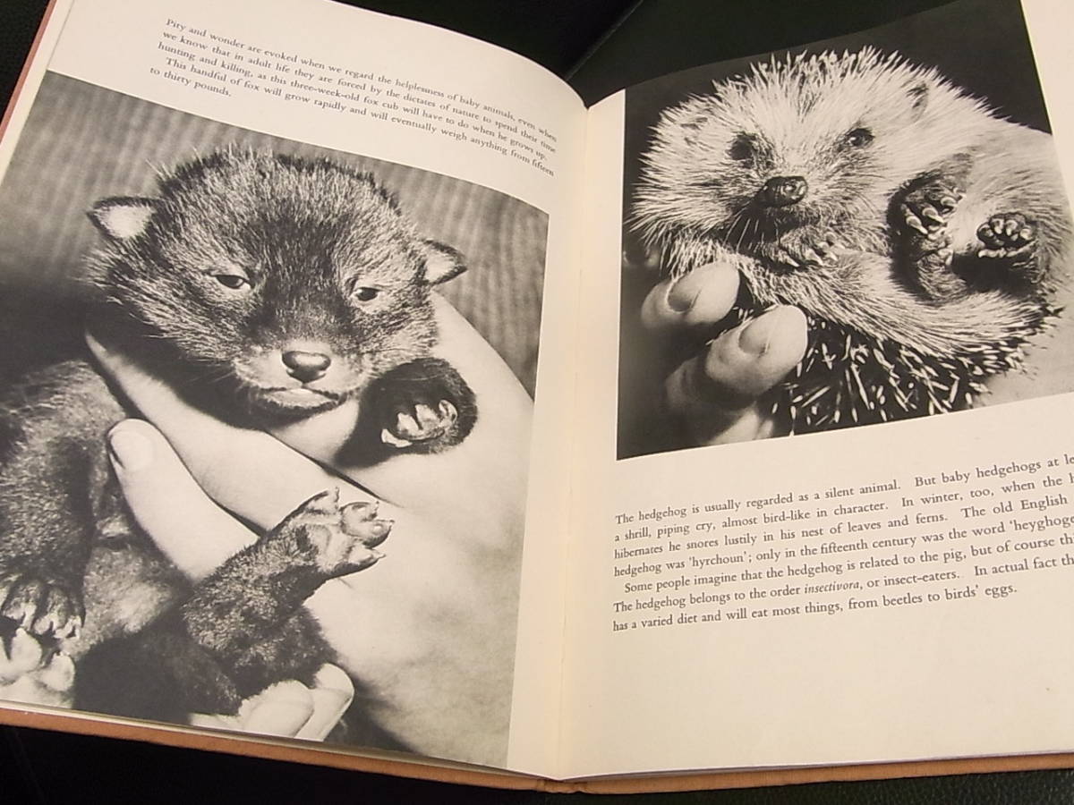 《洋書》英語本 「Introducing BABY ANIMALS」 ALAN C. JENKINS 1963年 Spring Books London_画像8