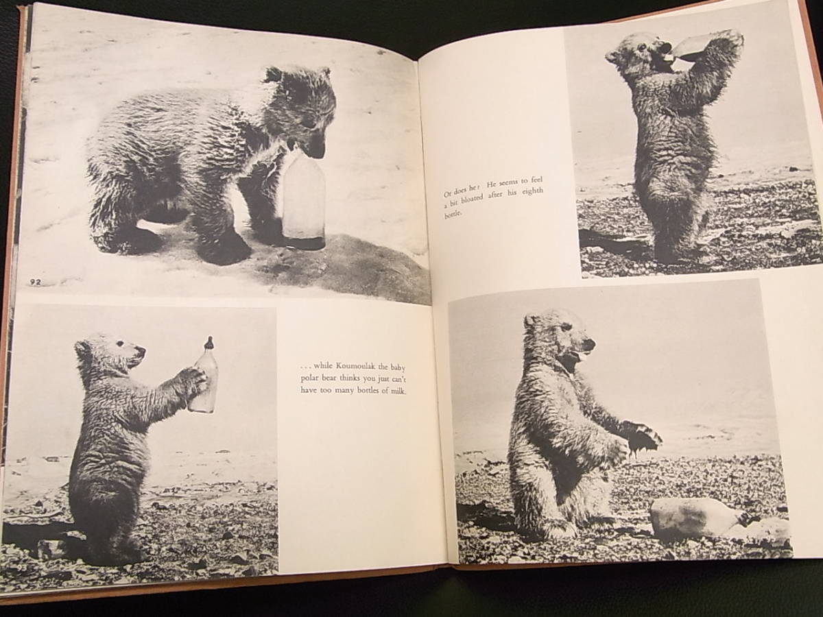 《洋書》英語本 「Introducing BABY ANIMALS」 ALAN C. JENKINS 1963年 Spring Books London_画像9