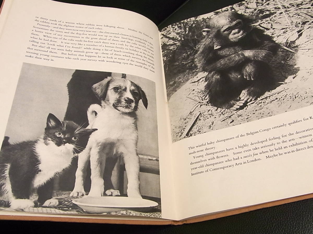 《洋書》英語本 「Introducing BABY ANIMALS」 ALAN C. JENKINS 1963年 Spring Books London_画像6