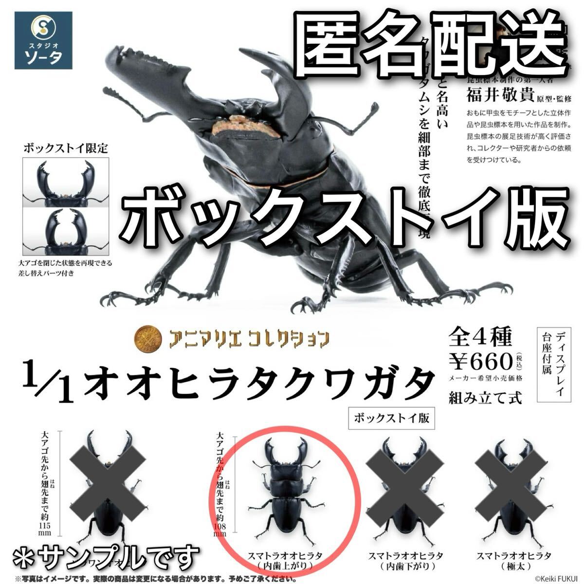Yahoo!オークション - 1/1 オオヒラタクワガタ スマトラ Yahoo!オークション - 1/1 オオヒラタクワガタ スマトラ