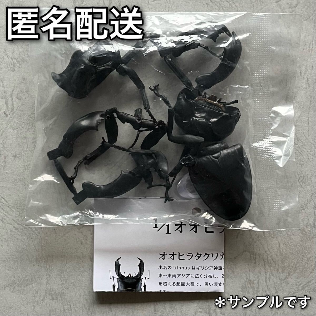 Yahoo!オークション - 1/1 オオヒラタクワガタ スマトラ Yahoo!オークション - 1/1 オオヒラタクワガタ スマトラ