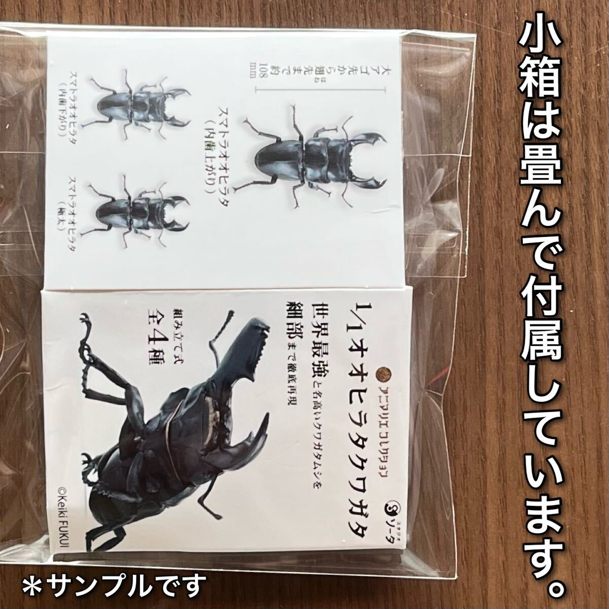 Yahoo!オークション - 1/1 オオヒラタクワガタ スマトラ Yahoo!オークション - 1/1 オオヒラタクワガタ スマトラ