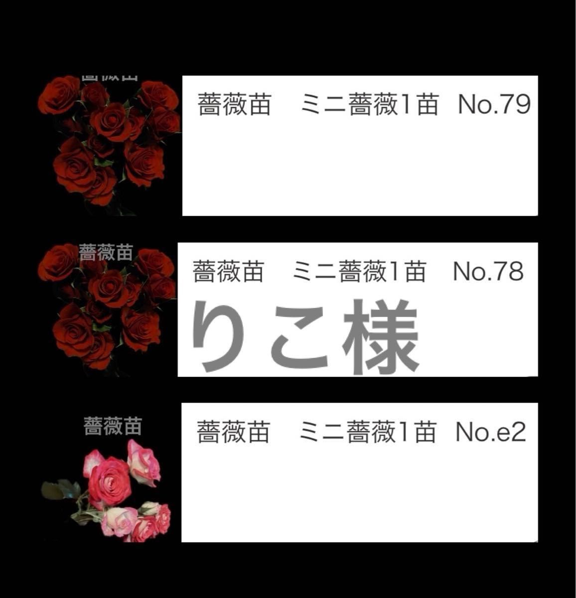 りこ、姫、夢、ママ様専用　薔薇苗　ミニ薔薇3苗　No.78、79、e2