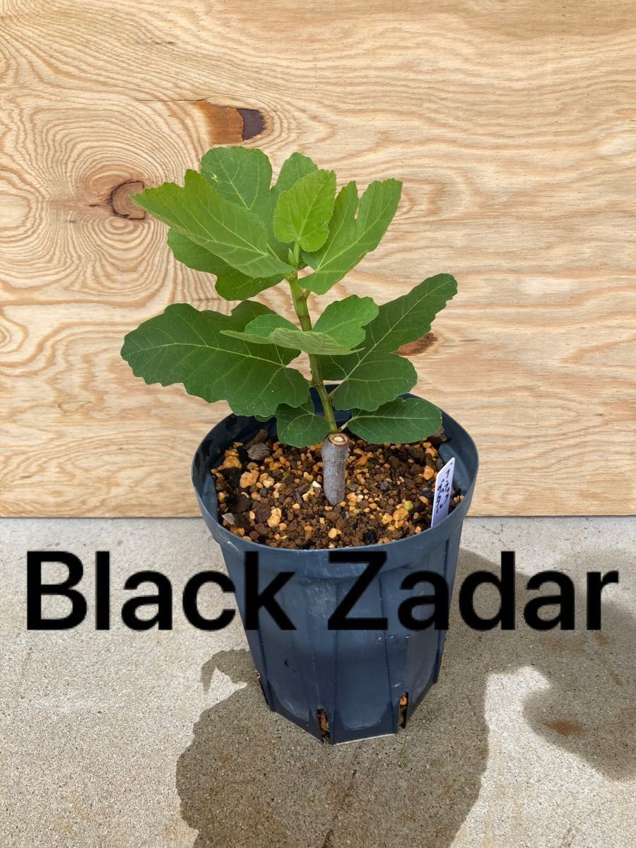超 希少 イチジク【Black Zadar】ブラック・ザダル 挿し木苗 超 希少 イチジク【Black Zadar】ブラック・ザダル 挿し木苗