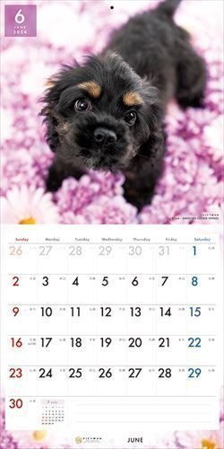  новый товар american * Cocker * spaniel PICTWAN (pikto one ) календарь DOG [L версия ] 2024 год календарь 24CL-50001L