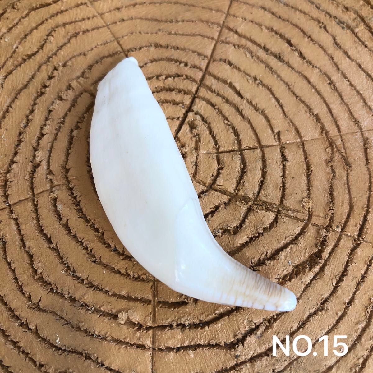 熊の牙(NO.15)