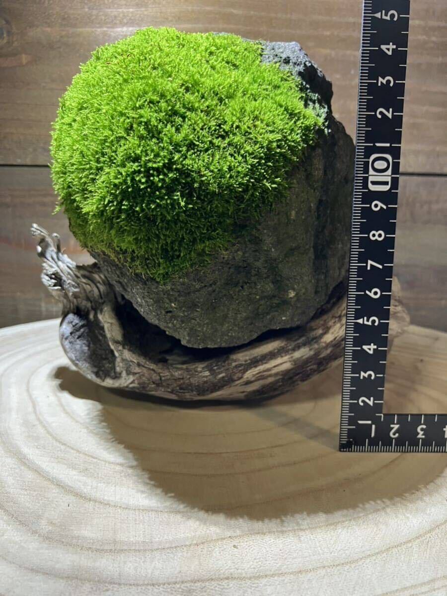 苔石 流木台座付き 盆栽石 盆石 盆栽 鑑賞石 オブジェ 苔石 流木台座付き 盆栽石 盆石 盆栽 鑑賞石 オブジェ
