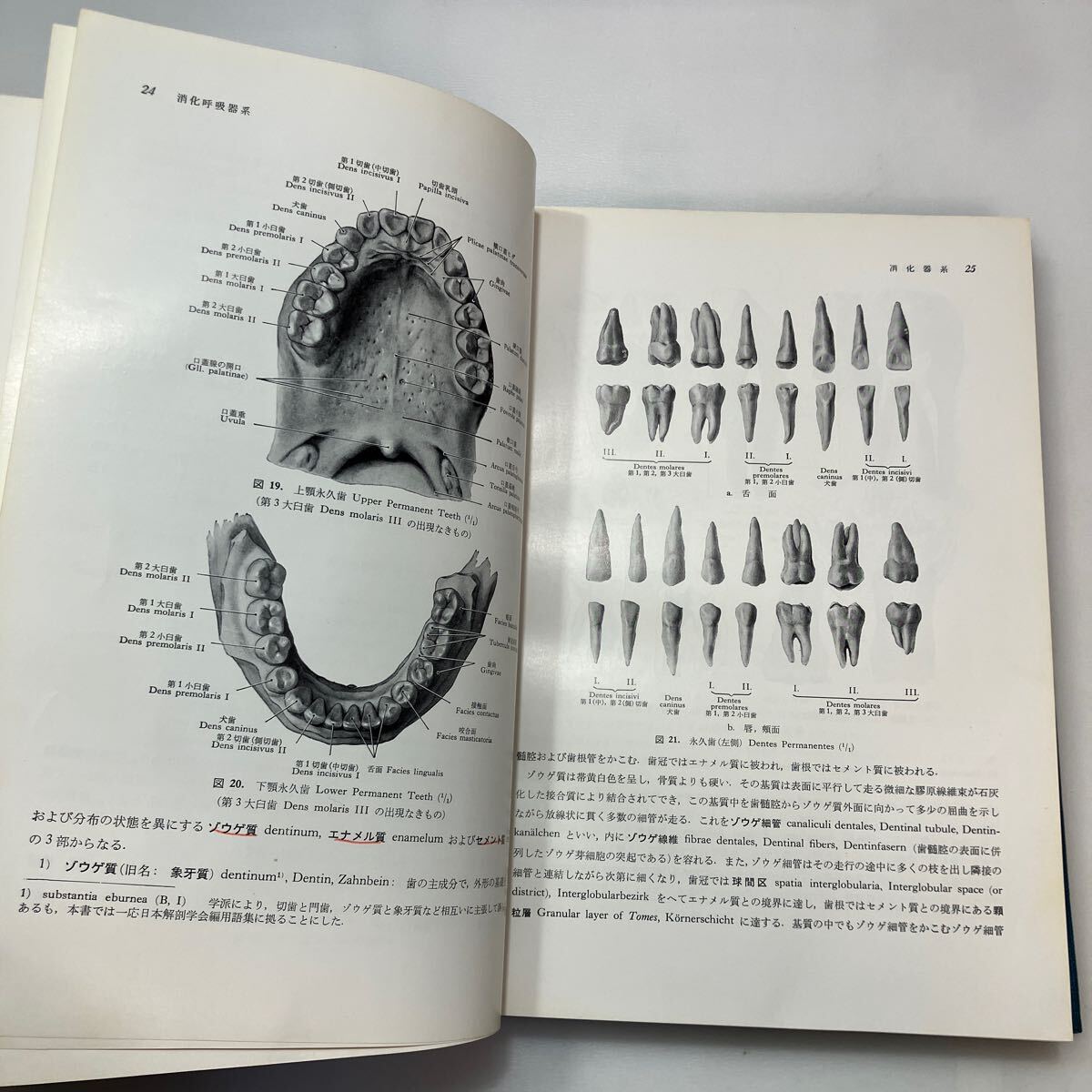 zaa-598 日本人体解剖学 第2巻 内蔵学・感覚器学 改訂11版 金子 zaa-598 日本人体解剖学 第2巻 内蔵学・感覚器学 改訂11版 金子