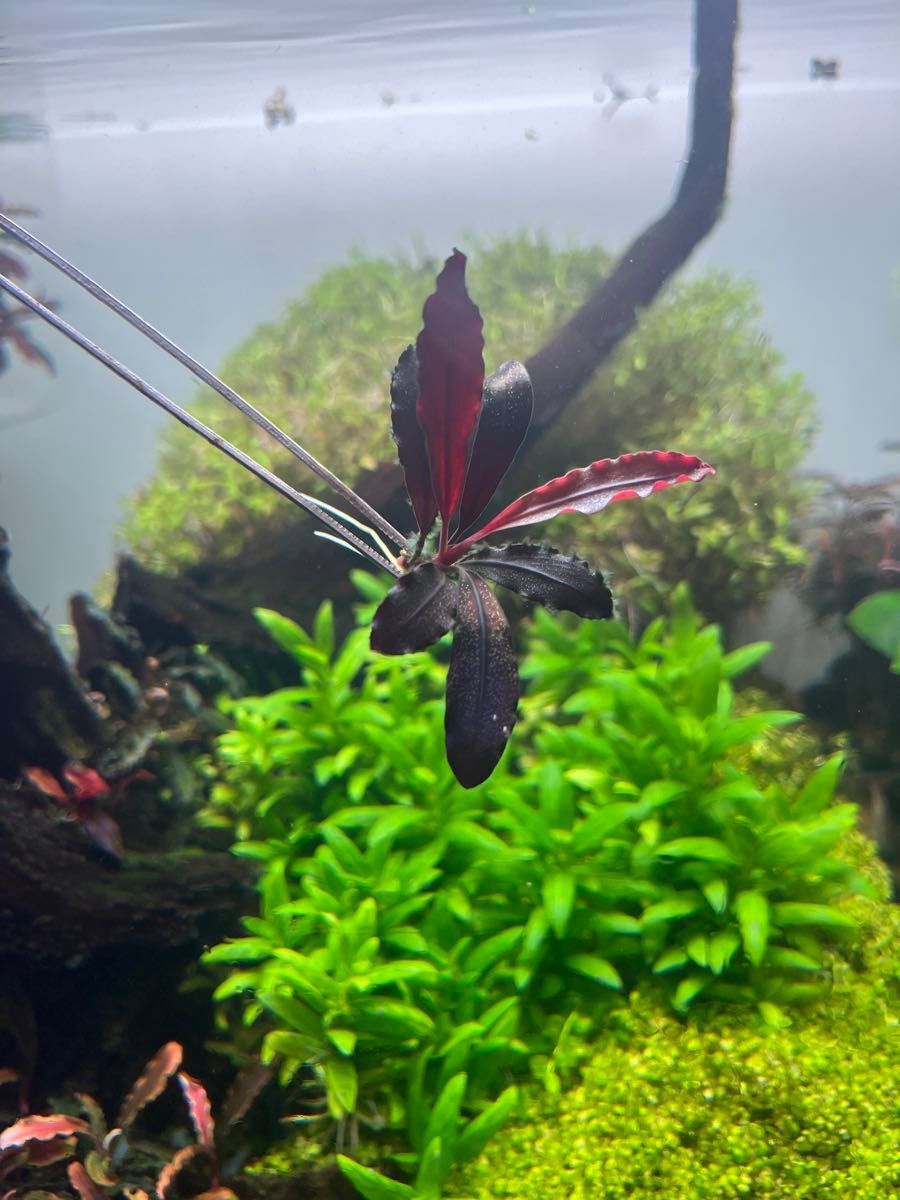 ブセファランドラspゴーストカリマンタン 1株 Bucephalandra sp ブセファランドラspゴーストカリマンタン 1株 Bucephalandra sp