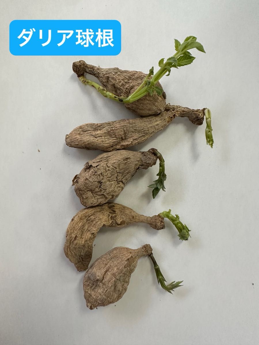 ダリア球根 芽出し|Yahoo!フリマ(旧PayPayフリマ) ダリア球根 芽出し|Yahoo!フリマ(旧PayPayフリマ)