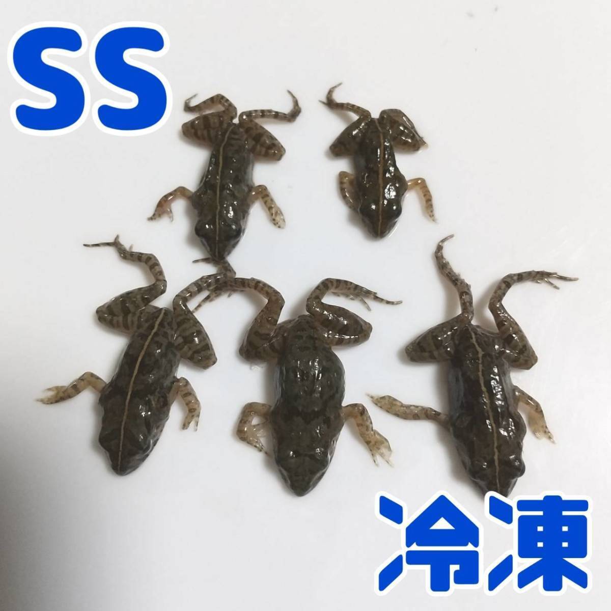 [ frozen bait *SS*10 pcs ] frog feed for trunk length 1.5~2cmnmaga L sudden speed freezing .. taking meat meal . lizard snake . reptiles CB individual 