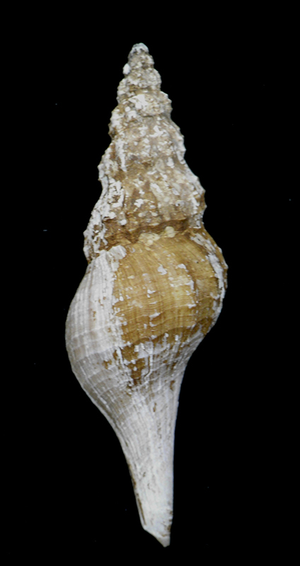 貝の標本 Pseudolathyrus discrepans 74.5mm.w/o.Taiwan _画像1