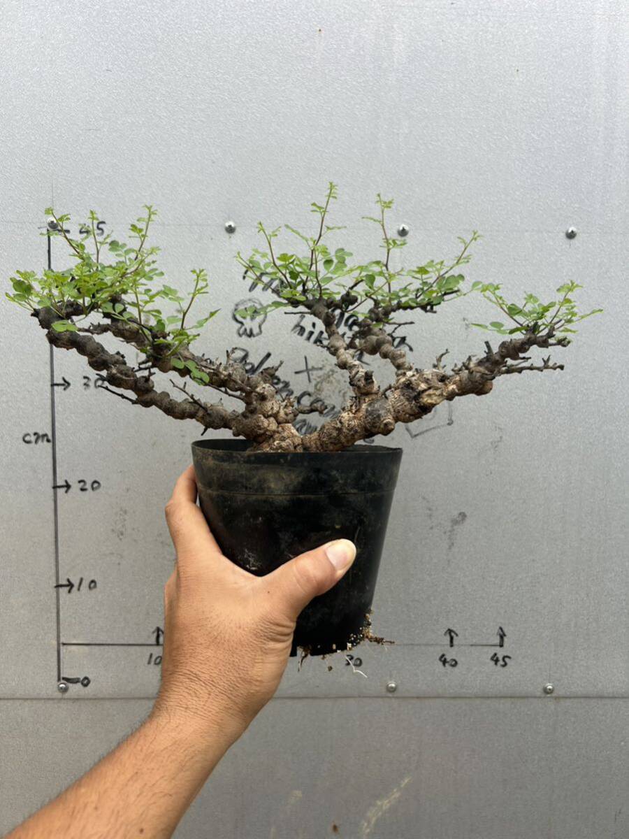 Yahoo!オークション - 発根済み コミフォラ エイル Commiphora Yahoo!オークション - 発根済み コミフォラ エイル Commiphora