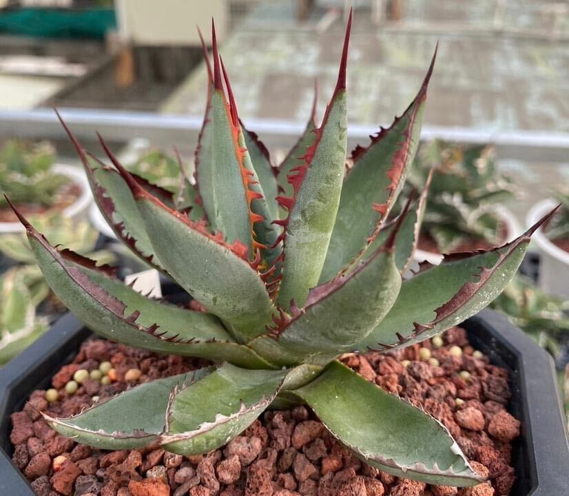 【子株】噴火者　瀧雷×屈原の舞扇　バーントバーガンディ×屈原　hybrid Agave ハイブリッドアガベ