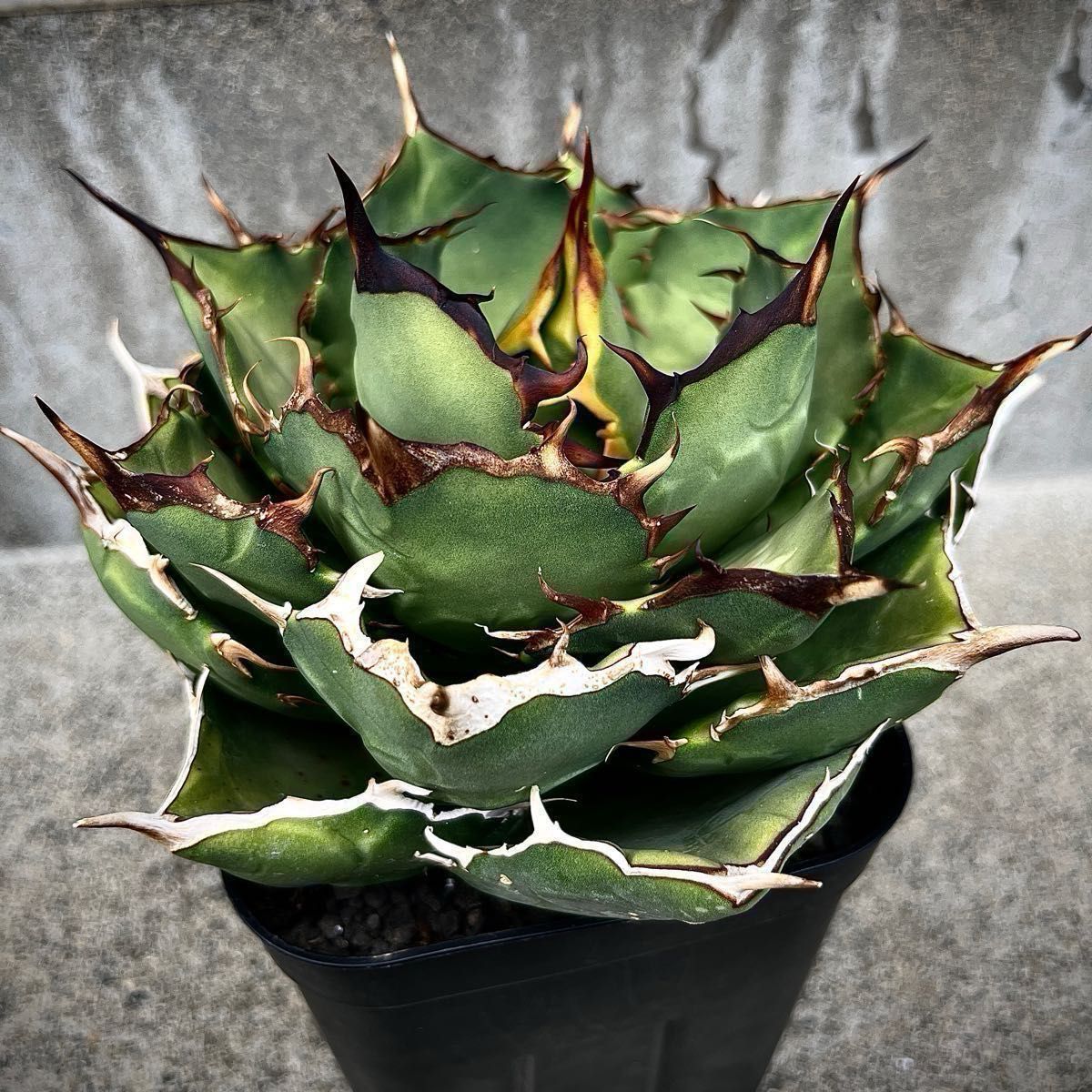 子株】アガベ チタノタ イラン選抜株 agave titanota 多肉植物 子株】アガベ チタノタ イラン選抜株 agave titanota 多肉植物