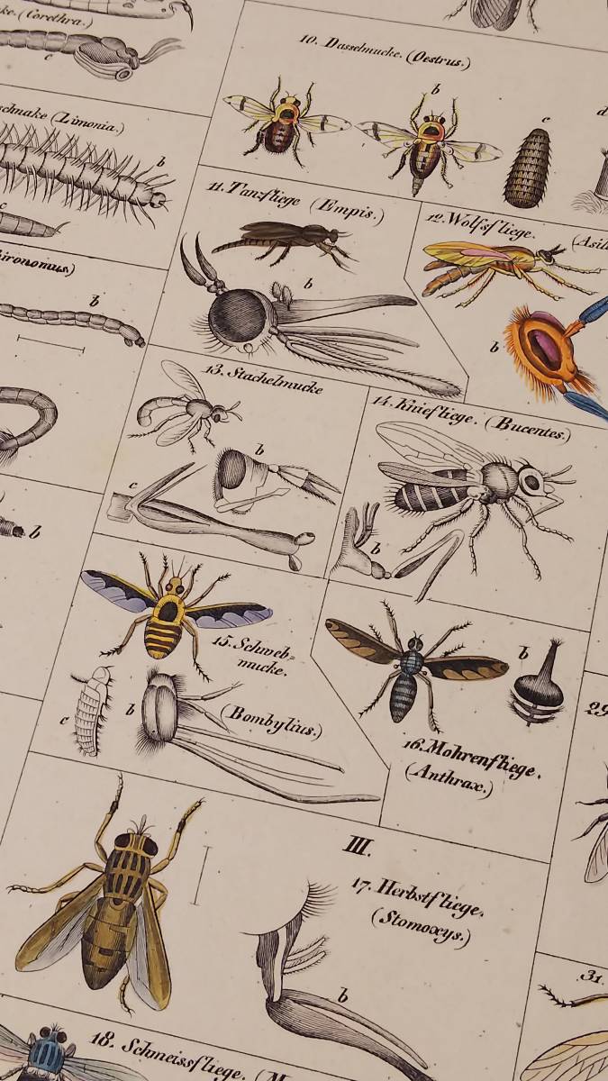 ドイツアンティーク　1843年 ローレンツ・オーケン博物図鑑から　昆虫（カ亜目）の手彩色図版 /蚊・ハエ・アブ　 動物学 エングレービング_画像1