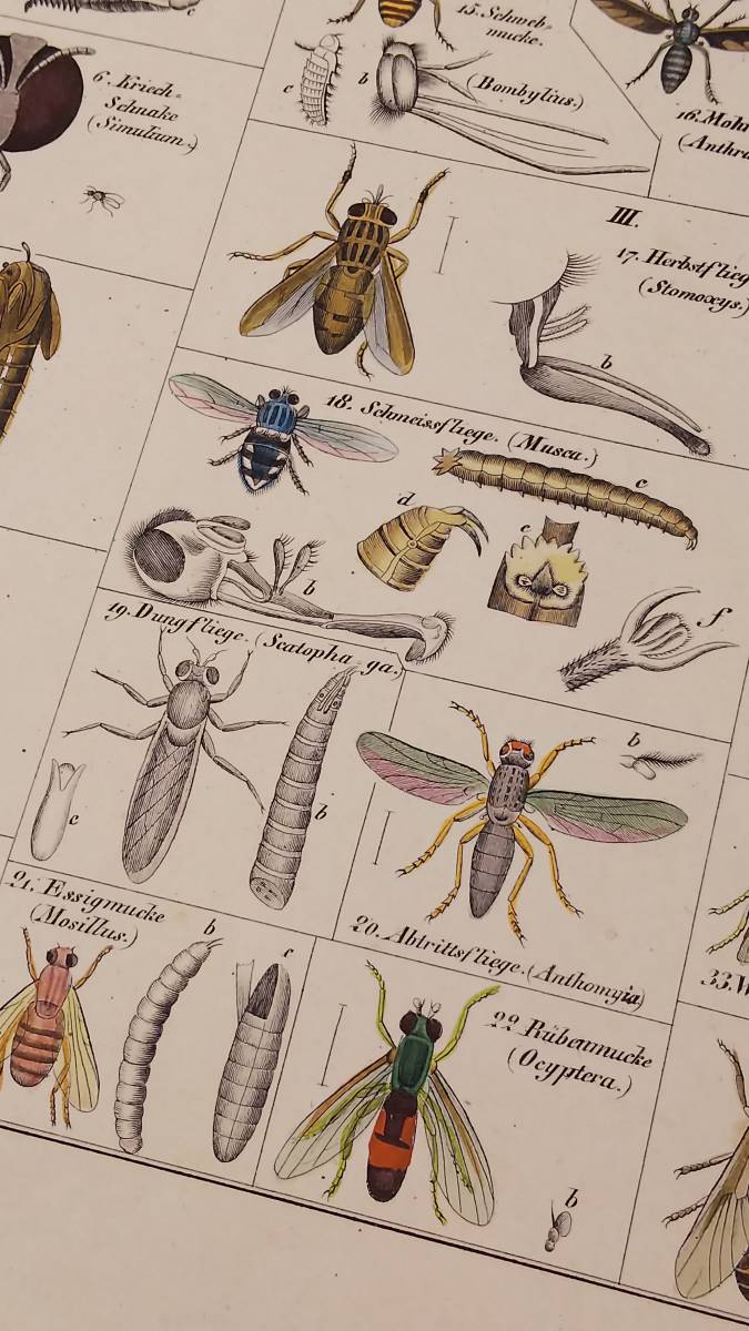 ドイツアンティーク　1843年 ローレンツ・オーケン博物図鑑から　昆虫（カ亜目）の手彩色図版 /蚊・ハエ・アブ　 動物学 エングレービング_画像8