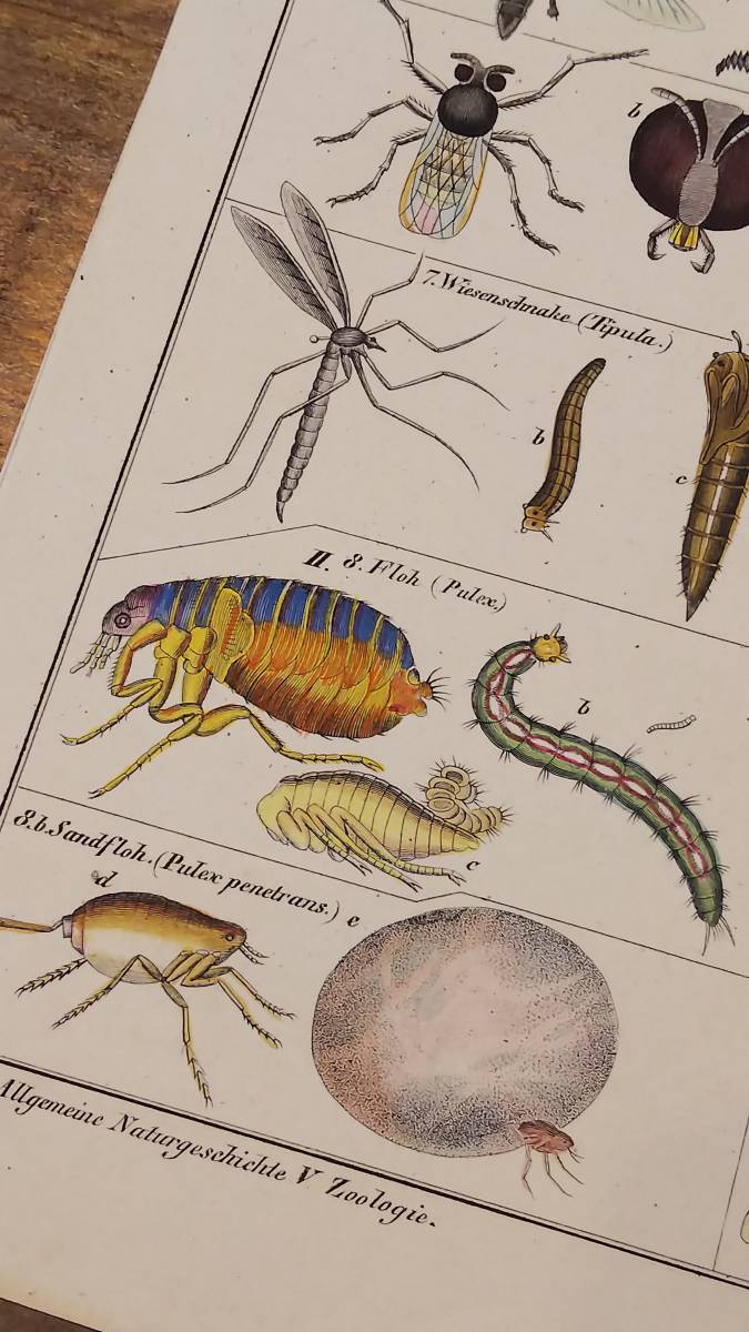 ドイツアンティーク　1843年 ローレンツ・オーケン博物図鑑から　昆虫（カ亜目）の手彩色図版 /蚊・ハエ・アブ　 動物学 エングレービング_画像6
