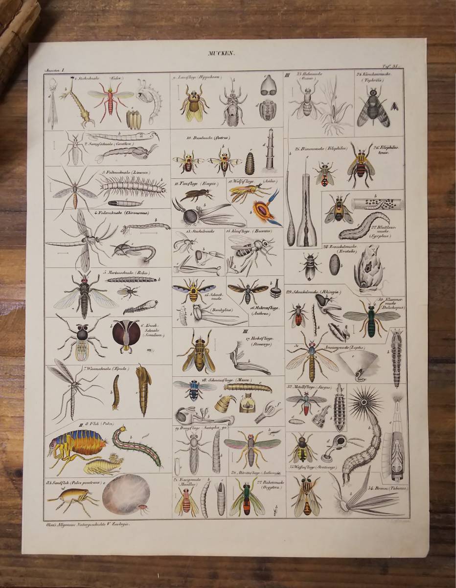 ドイツアンティーク　1843年 ローレンツ・オーケン博物図鑑から　昆虫（カ亜目）の手彩色図版 /蚊・ハエ・アブ　 動物学 エングレービング_画像3