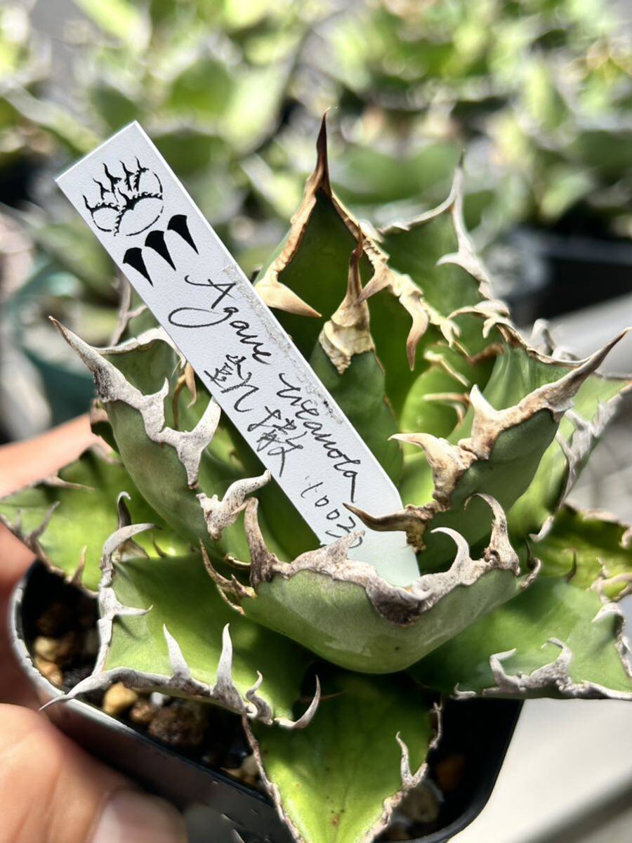 Yahoo!オークション - 【凱撒】 003 Agave titanota アガベ Yahoo!オークション - 【凱撒】 003 Agave titanota アガベ