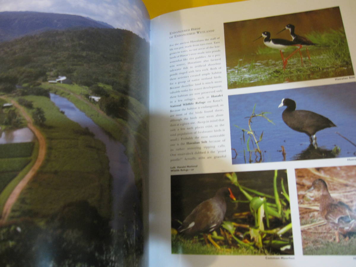 Hawaii\'s Beautiful Birds Гаваи. птица фотоальбом английский язык иностранная книга птица наблюдение царапина есть 