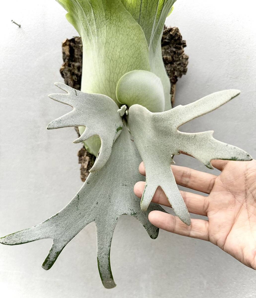 Yahoo!オークション - P. willinckii 'Bogor Mr. Suddan' spore Yahoo!オークション - P. willinckii 'Bogor Mr. Suddan' spore