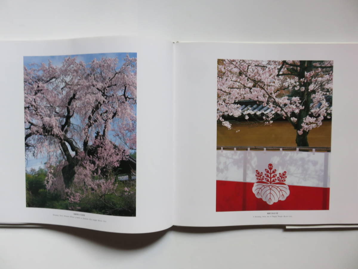 ヤフオク 櫻 全国各地の桜風景写真集 時事通信社