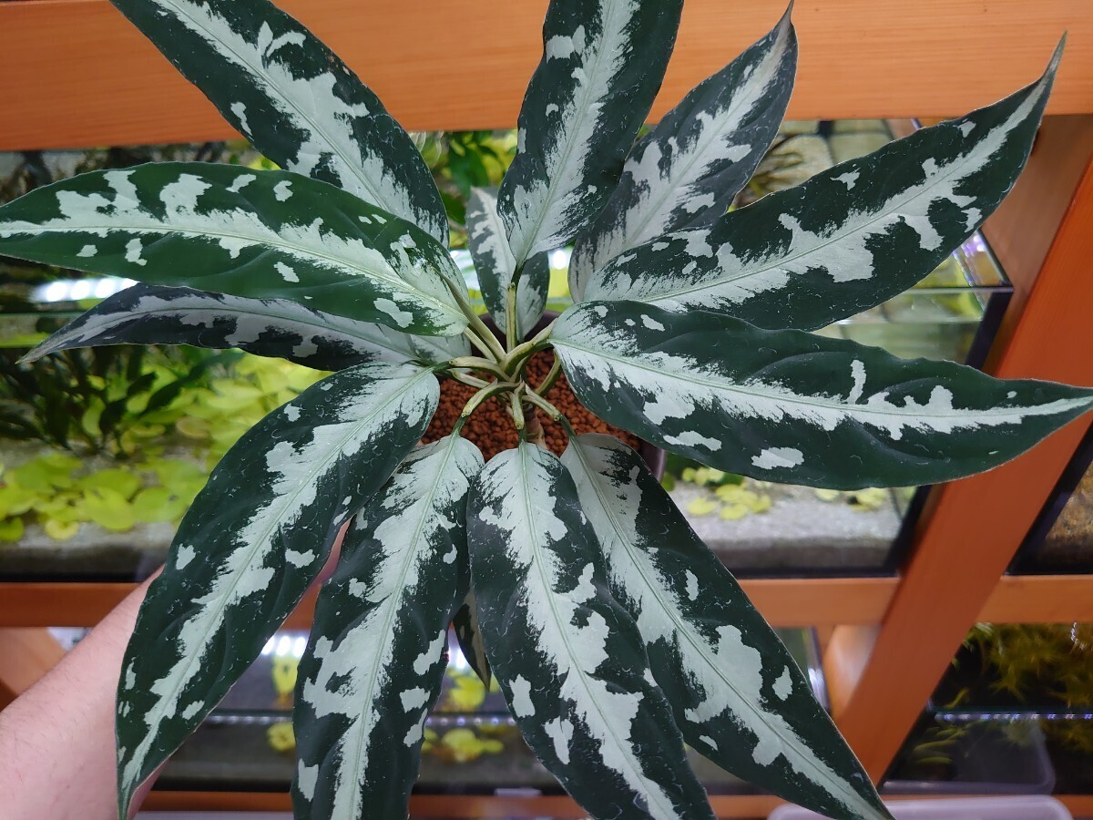 Yahoo!オークション - Aglaonema pictum Argentum “Stiria+1 Yahoo!オークション - Aglaonema pictum Argentum “Stiria+1