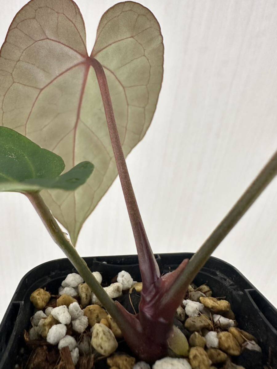 Yahoo!オークション - アンスリウム Anthurium ' Mystic A88 Yahoo!オークション - アンスリウム Anthurium ' Mystic A88