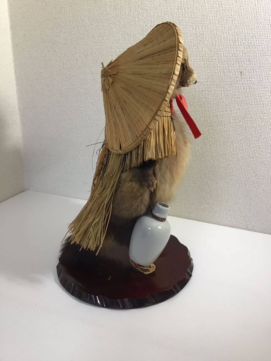置物 たぬき 剥製 木製台座付 高約50cm 幅約30cm 縁起物 置物 たぬき 剥製 木製台座付 高約50cm 幅約30cm 縁起物
