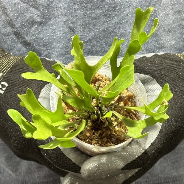 Yahoo!オークション - Y214「S」Platycerium ridleyi var Yahoo!オークション - Y214「S」Platycerium ridleyi var
