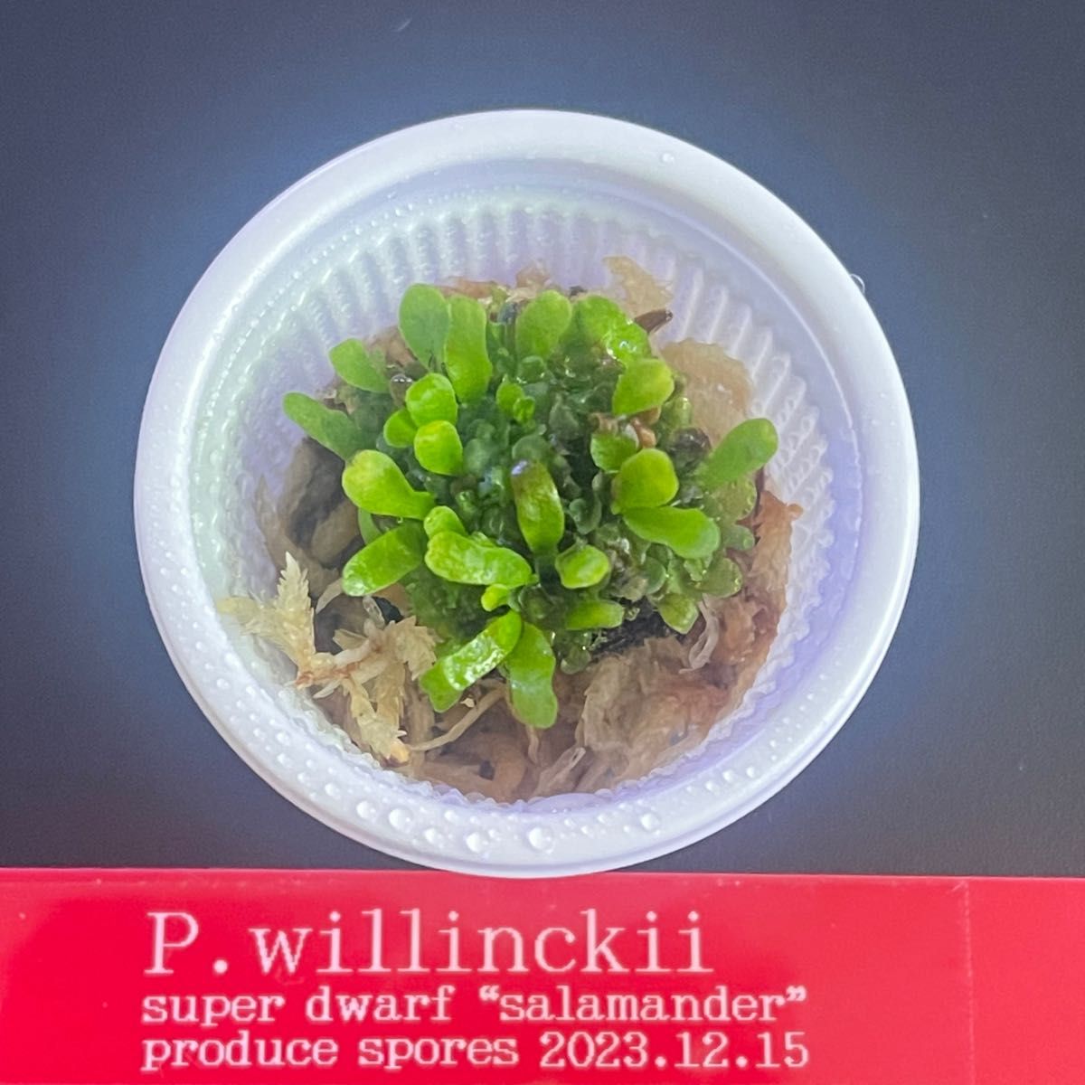 ビカクシダ willinckii super dwarf salamander サラマンダー ビカクシダ willinckii super dwarf salamander サラマンダー