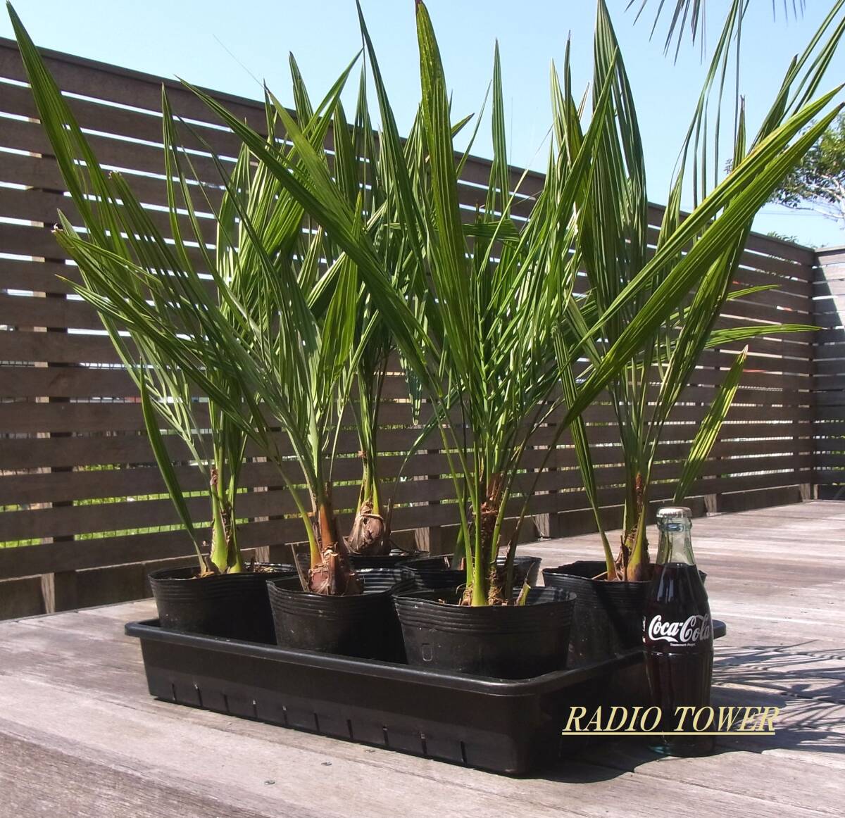  cocos nucifera. tree [ here s cocos nucifera 1 piece /L size poly- pot / home delivery box ] Nankoku resort feeling 