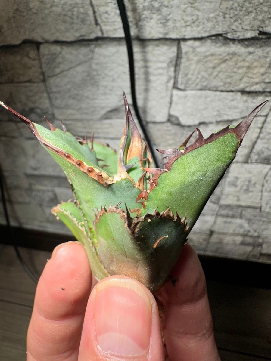 アガベ 多肉植物 チタノタ 黒鯨 極上棘厳選小株|花、園芸 アガベ 多肉植物 チタノタ 黒鯨 極上棘厳選小株|花、園芸