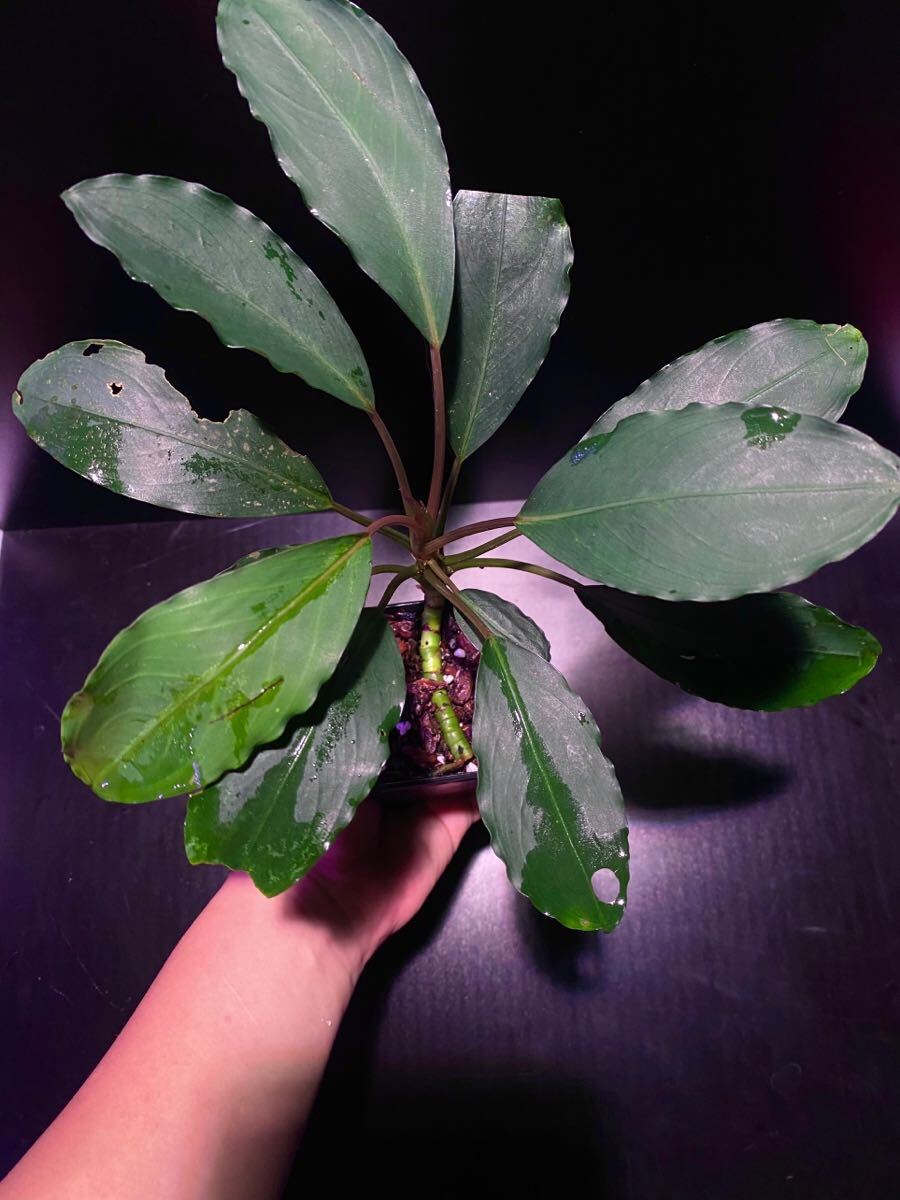 Yahoo!オークション - Bucephalandra sp. Motleyana padawan Yahoo!オークション - Bucephalandra sp. Motleyana padawan