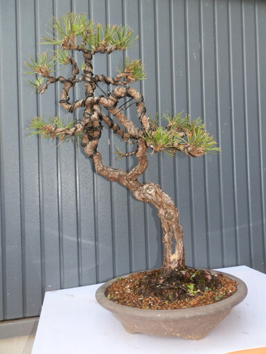 Yahoo!オークション - 黒松盆栽 模様木 ジンシャリ 樹高53cm Yahoo!オークション - 黒松盆栽 模様木 ジンシャリ 樹高53cm