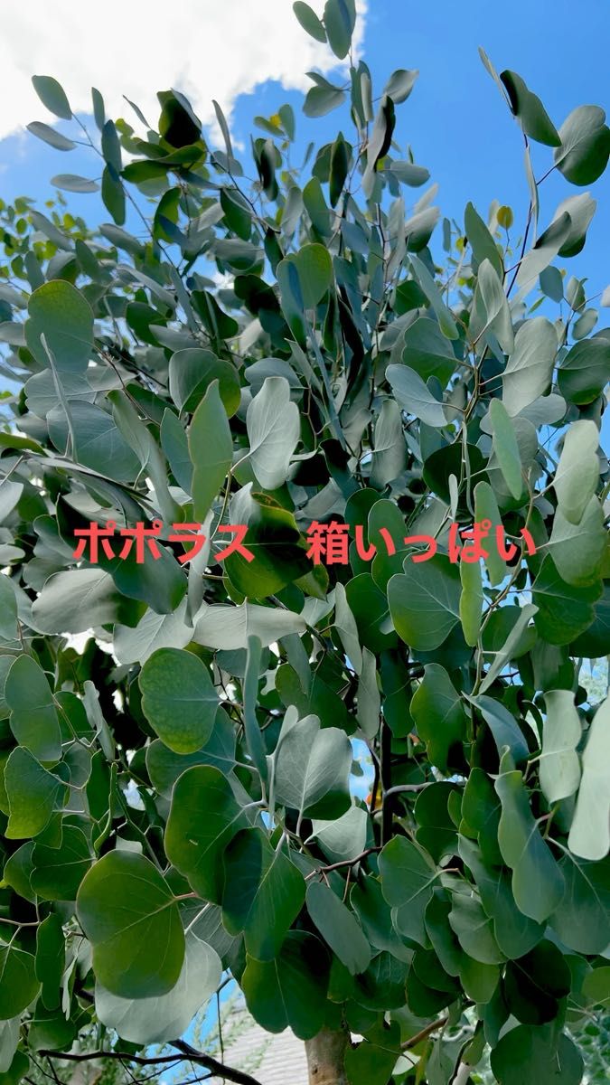 ポポラス 箱いっぱい 60〜80 週末割引あり 1