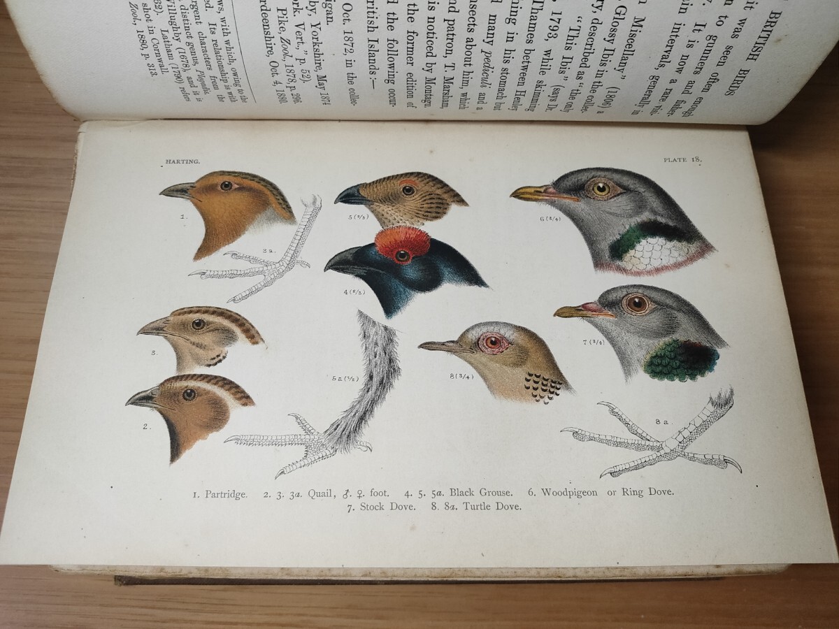 A HANDBOOK OF BRITISH BIRDS, SHOWING THE DISTRIBUTION OF THE RESIDENT AND MIGRATORY SPECIES IN THE BRITISH ISLANDS