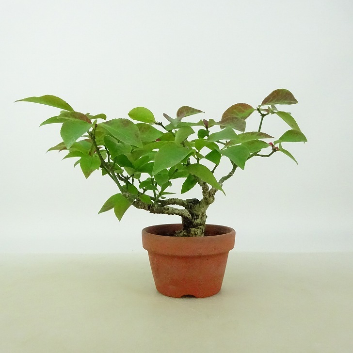 盆栽 こまゆみ ミニ盆栽 樹高 約9cm Euonymus alatus form ciliatodentatus コマユミ ニシキギ科 落葉広葉樹 観賞用 小品 現品