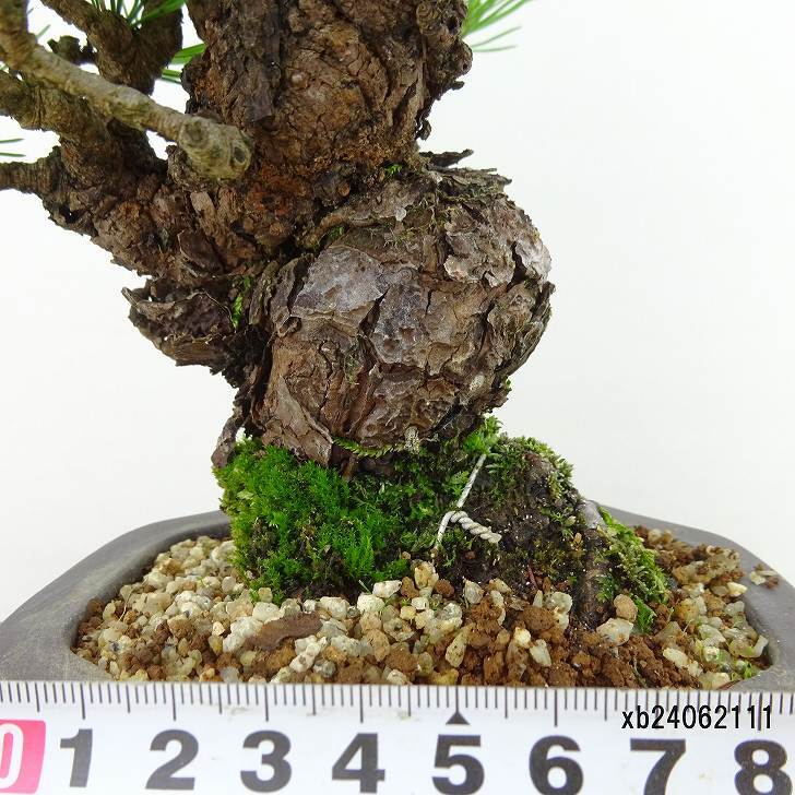 盆栽松赤松樹高約19cm あかまつPinus densiflora アカマツred 盆栽松赤松樹高約19cm あかまつPinus densiflora アカマツred