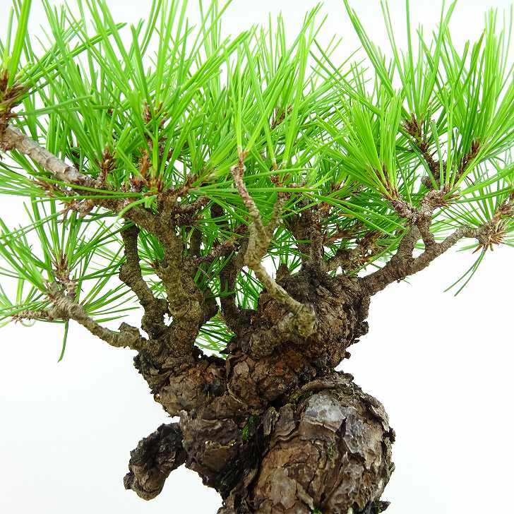 盆栽松赤松樹高約19cm あかまつPinus densiflora アカマツred 盆栽松赤松樹高約19cm あかまつPinus densiflora アカマツred